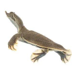 Hatchling smooth softshell turtle