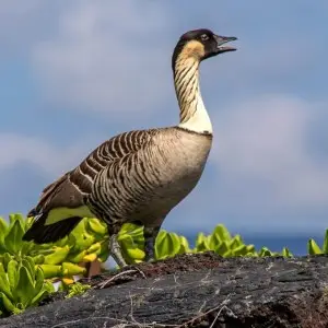 Hawaiian Goose photo
