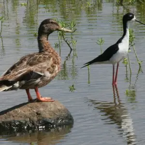 Hawaiian Duck, also known as Koloa maoli (Anas wyvilliana) and Hawaiian Stilt (Himantopus mexicanus knudseni). They were photographed on Maui, Hawaii. This is a good comparison of their sizes, remembering that half the stilt's legs are underwater!