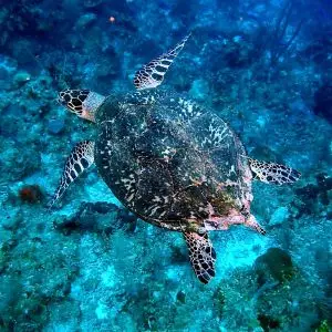 Hawksbill Sea Turtle 24 - Blackbird Caye - Belize 2016