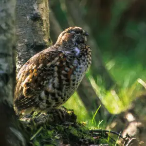Hazel Grouse - Bayerish Park - Germany_0016