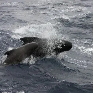 Long-Finned Pilot Whale - Facts, Diet, Habitat & Pictures on Animalia.bio