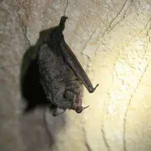 healthy hibernating Indiana bat
