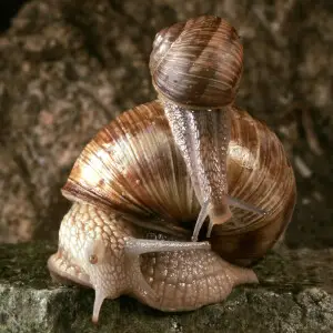 Helix pomatia. Adult with young snail.