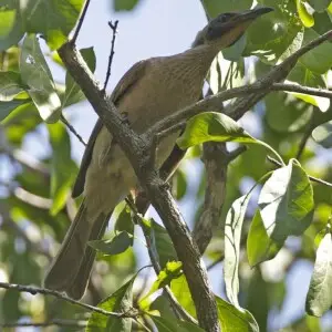 Helmeted Friarbird Philemon buceroides Philemon buceroides gordoni Botanical Garden, Darwin, Northern Territory, Australia 7th. August 2010 Distribution: avibase.bsc-eoc.org/species.jsp?lang=EN&amp;avibaseid=1D4... 690V8076