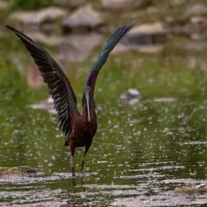 Herons glossy ibis (Plegadis falcinellus) Nr Parakilla Lesvos 12/05/16