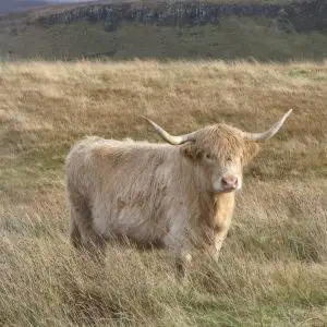 Highland Cattle!