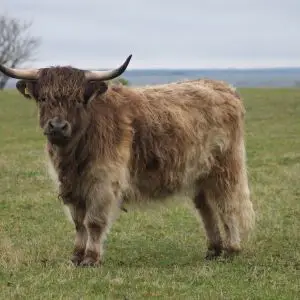 Highland cattle, Gotland.