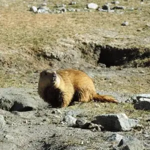 Himalayan marmot (Marmota caudata) in Ladakh, Jammu &amp; Kashmir, India