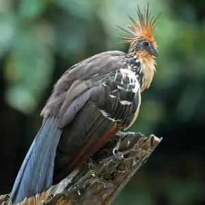 Hoatzin Bird