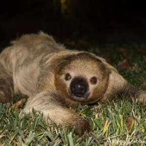 Hoffman's Two-toed Sloth, Choloepus hoffmanni