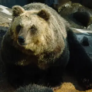 Hokkaido Brown Bear in Noboribetsu Kuma Bokujo Park, Noboribetsu, Hokkaido, Japan