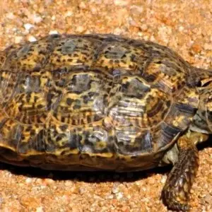 Speckled Tortoise photo