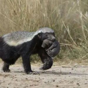 Honey badger, Mellivora capensis, carrying young pup in her mouth at Kgalagadi Transfrontier Park, Northern Cape, South Africa