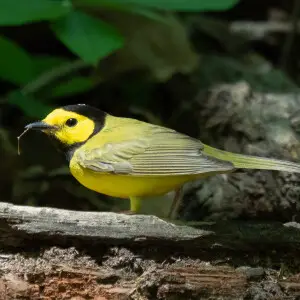 Hooded warbler in the Central Park Ramble