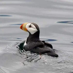 Horned Puffin