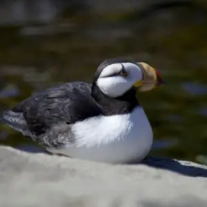 Horned Puffin