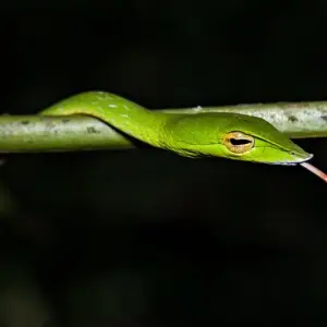 Long-Nosed Whip Snake photo