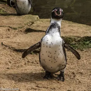 Humboldt’s Penguins In Dublin Zoo