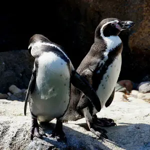Humbolt penguins