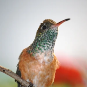 Amazilia hummingbird