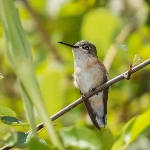 Hummers June 11 2016 172