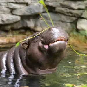 Hungry Pygmy Hippo