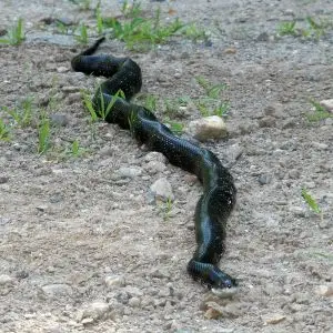 Western Rat Snake photo