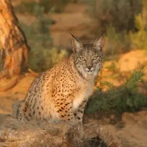 Iberian Lynx photo
