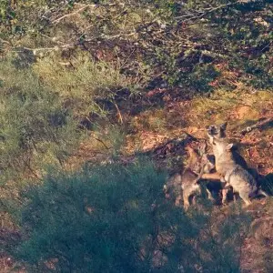 Iberian Wolf pups stimulating the alpha female to regurgitate some meat 4