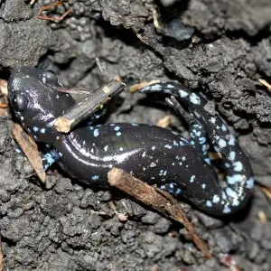Ambystomatidae - Ambystoma laterale (blue-spotted salamander)