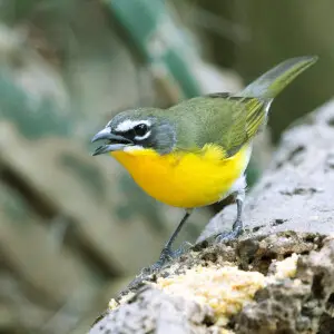 Yellow-Breasted Chat photo