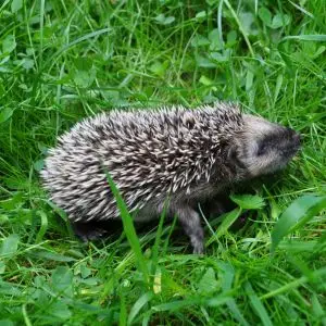 igelkottunge / 14 days old hedgehog baby girl, Erinaceus Europaeus, Gotland, Sweden