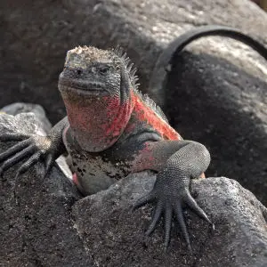iguana20 gen08