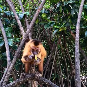 Foto tirada no Povoado de Vassouras conhecido como Ilha dos Macacos devido ? grande quantidade desses animais por l?!