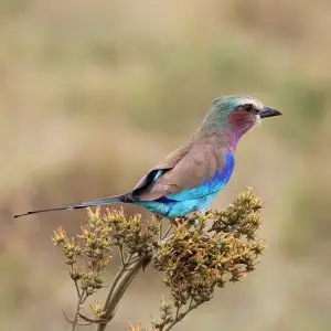 Lilac-Breasted Roller photo