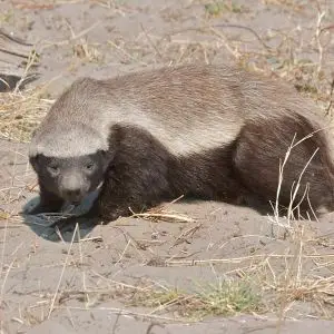 Honey Badger - Facts, Diet, Habitat & Pictures on 