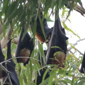 Black Flying Fox - Facts, Diet, Habitat & Pictures on 