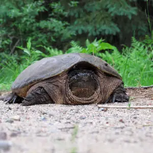 Common Snapping Turtle - Facts, Diet, Habitat & Pictures on Animalia.bio