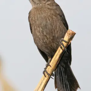 Carib Grackle, Female, Tucupita, Venezuela