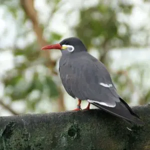 inca tern profile