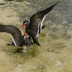 Inca Terns at Living coasts