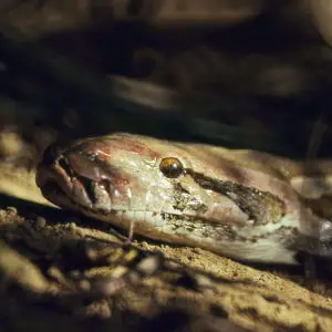 Indian Python (Python molurus)