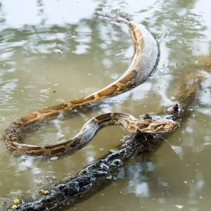 indian python Python molurus