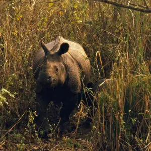 Indian Rhinos (Rhinoceros unicornis) female and young