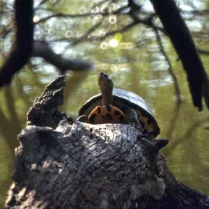 Indian Roofed Turtle (Pangshura tecta)