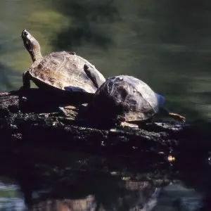 Indian Roofed Turtles (Pangshura tecta)