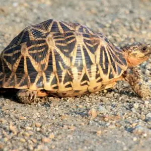Indian star tortoise - Geochelone elegans
