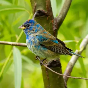 Indigo Bunting photo