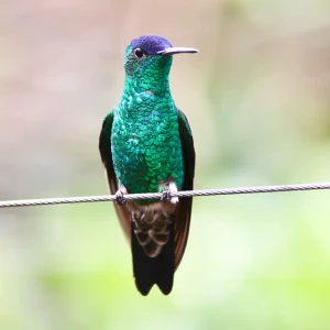 Indigo-capped hummingbird